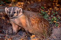 American badger {Taxidea taxus} captive, USA