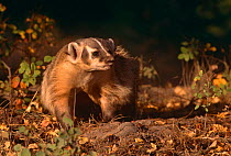 American badger {Taxidea taxus} captive, USA