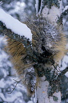 North american porcupine {Erethizon dorsatum} climbing tree in snow, Captive, USA