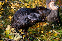 American beaver {Castor canadensis} beside tree damaged by gnawing, Minnesota, USA Captive.