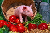 Domestic piglet {Sus scrofa domestica} in bucket with apples, mixed breed,  USA