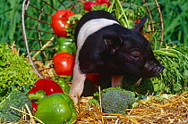 Domestic piglet {Sus scrofa domestica} Mixed Breed, amongst vegetables, USA