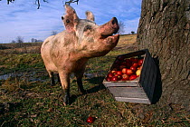 Domestic pig {Sus scrofa domestica} feeding on apples, Illinois, USA