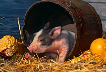Domestic piglet {Sus scrofa domestica} Mixed Breed, Illinois, USA