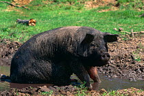 Large Domestic pig {Sus scrofa domestica} wallowing in mud, Mixed Breed, USA