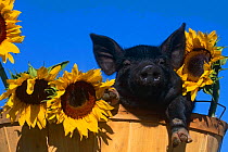Domestic piglet {Sus scrofa domestica} amongst sunflowers, USA