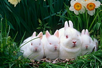 Family of albino Netherland Dwarf rabbits {Oryctolagus sp} USA