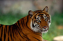 Sumatran tiger {Panthera tigris sumatrae} captive,  endangered