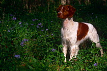 Brittany spaniel, domestic gundog {Canis familiaris} USA