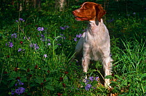 Brittany spaniel, domestic gundog {Canis familiaris} USA
