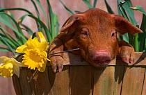 Domestic piglet {Sus scrofa domestica} in bucket with Daffodils, USA