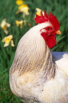Domestic chicken {Gallus gallus domesticus} rooster amongst Daffodils, USA