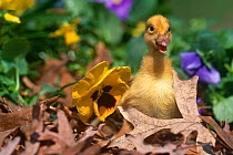Domestic duckling amongst Pansies, USA