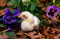 Domestic chicken, chick {Gallus gallus domesticus} amongst Pansies, USA