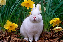Domestic albino Netherland dwarf rabbit {Oryctolagus sp} amongst Daffodils, USA
