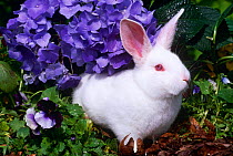 Domestic New Zealand rabbit {Oryctolagus sp} amongst Hydrangea, USA