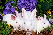 Domestic New Zealand rabbits {Oryctolagus sp} amongst Hydrangeas, USA