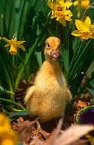 Domestic duckling amongst daffodils, USA