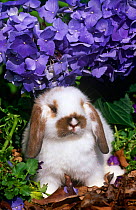 Baby Holland lop eared rabbit {Oryctolagus sp} amongst Hydrangeas, USA