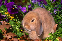 Baby Holland lop eared rabbit {Oryctolagus sp} USA