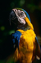 Blue and yellow macaw {Ara Ararauna} Captive