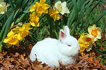 Baby Netherland Dwarf Rabbit {Oryctolagus sp} amongst daffodils. USA