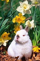 Netherland Dwarf dometic rabbit amongst Daffodils, USA