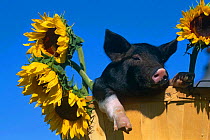 Domestic piglet in bucket with Sunflowers {Sus scrofa domestica} USA