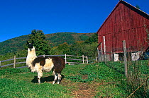 Domestic Llama {Lama glama} on farm, Vermont, USA