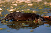 Canadian river otter {Lutra canadensis} USA