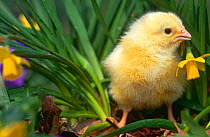 Domestic Chicken, baby chick {Gallus gallus domesticus} USA
