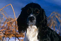 English Springer Spaniel, domestic dog {Canis familiaris} USA