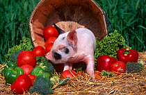 Domestic piglet {Sus scrofa domestica} amongst vegetables, USA