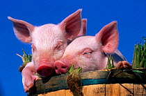 Domestic piglets {Sus scrofa domestica} in bucket, USA