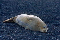 Weddell seal {Leptonychotes weddelli} resting on haulout, Antarctica