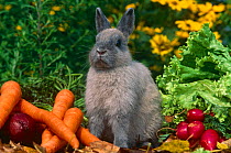Domestic Netherland Dwarf Rabbit amongst vegetables, USA