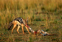 Black backed jackal {Canis mesomelas} feeding on Gazelle kill, Africa