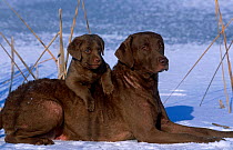 Domestic dogs, Chesapeake Bay Retrievers in snow, USA