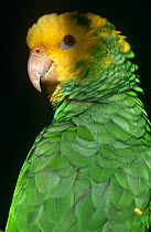 Yellow headed amazon parrot {Amazona oratrix tresmariae} captive