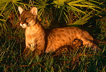 Florida panther {Felis concolor} mother with kitten suckling, captive, Florida, USA