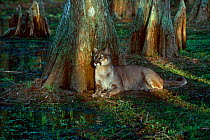 Florida panther {Felis concolor} captive in natural cypress swamp habitat, Florida, USA