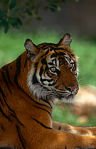 Sumatran tiger, endangered {Panthera tigris sumatrae} captive
