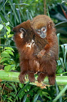 Dusky titi monkey {Callicebus moloch} male carrying 4-month young on his back, captive, from South America
