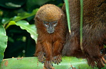 Dusky titi monkey {Callicebus moloch} young, captive, from South America