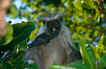 Zanzibar red colobus monkey (Procolobus kirkii) feeding on charcoal to counter plant toxins, Zanzibar, Tanzania
