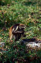 Zanzibar red colobus monkey (Procolobus kirkii) feeding on charcoal to counter plant toxins, Zanzibar, Tanzania