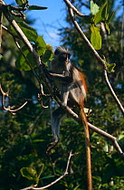 Zanzibar red colobus monkey (Procolobus kirkii) Zanzibar, Tanzania
