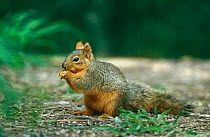 Fox squirrel {Sciurus niger} Texas, USA