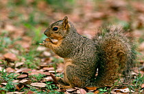 Fox squirrel {Sciurus niger} feeding, Texas, USA