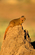 Dwarf mongoose {Helogale parvula} on termite mound, Tanzania